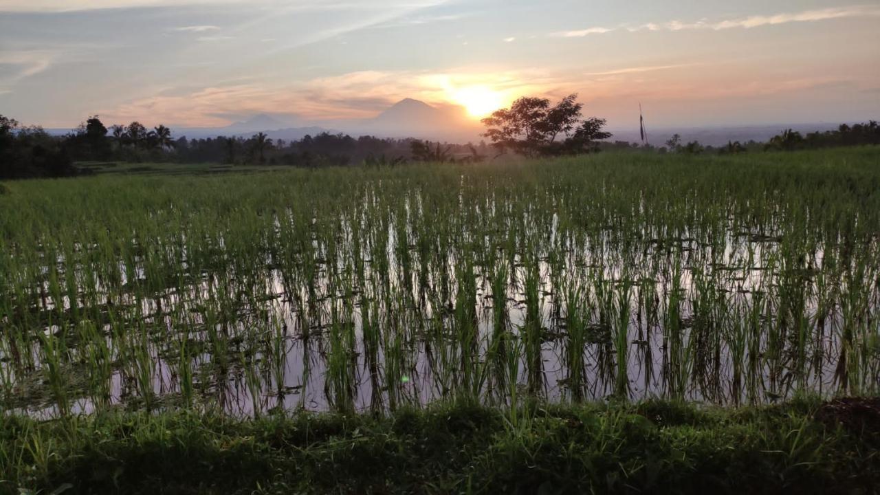 Tegal Jero Homestay Jatiluwih Kültér fotó